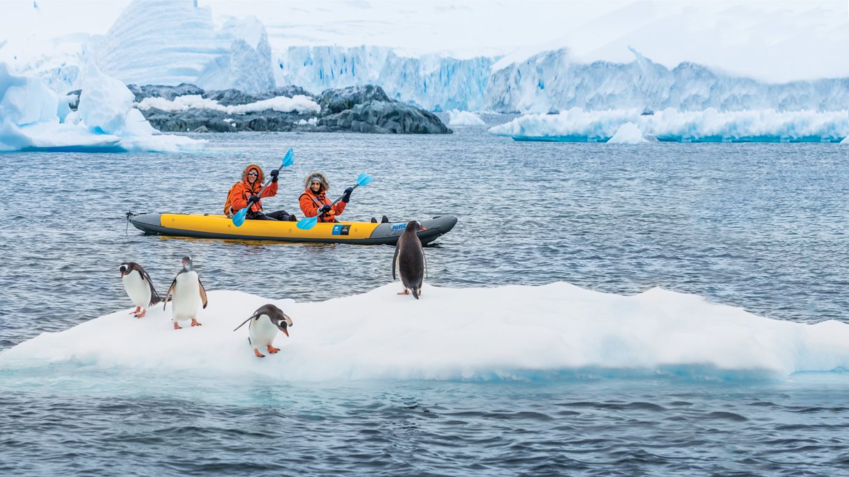 Paddle along the protected waters that these gentoo penguins call home.
