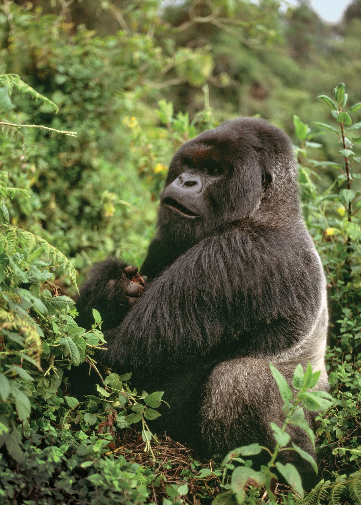 gorilla bow wow gorilla bow wow