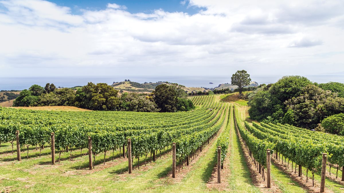 Vineyards on New Zealand’s Waiheke Island.