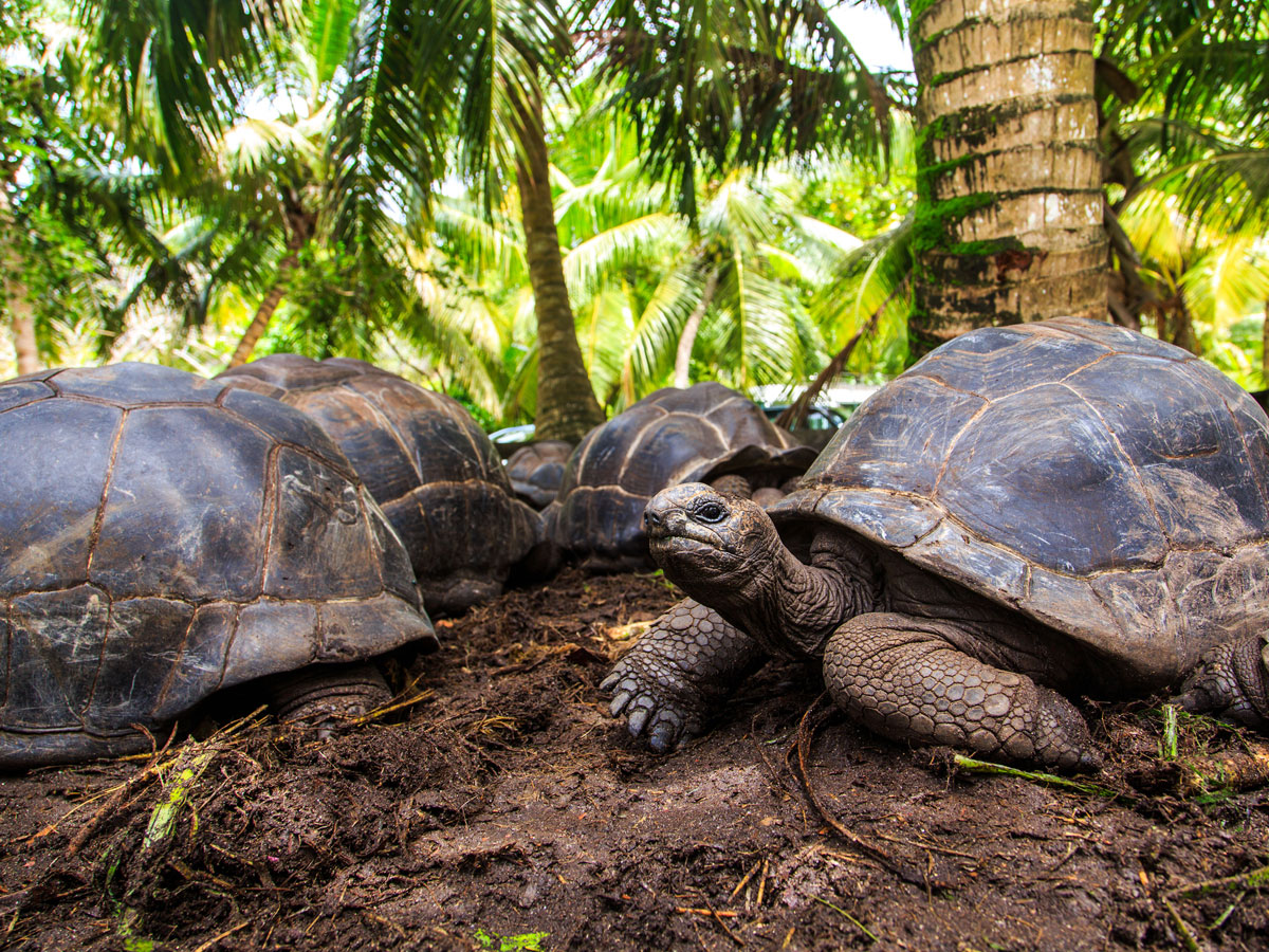 How To Travel For Good In The Gal 225 Pagos Islands Virtuoso