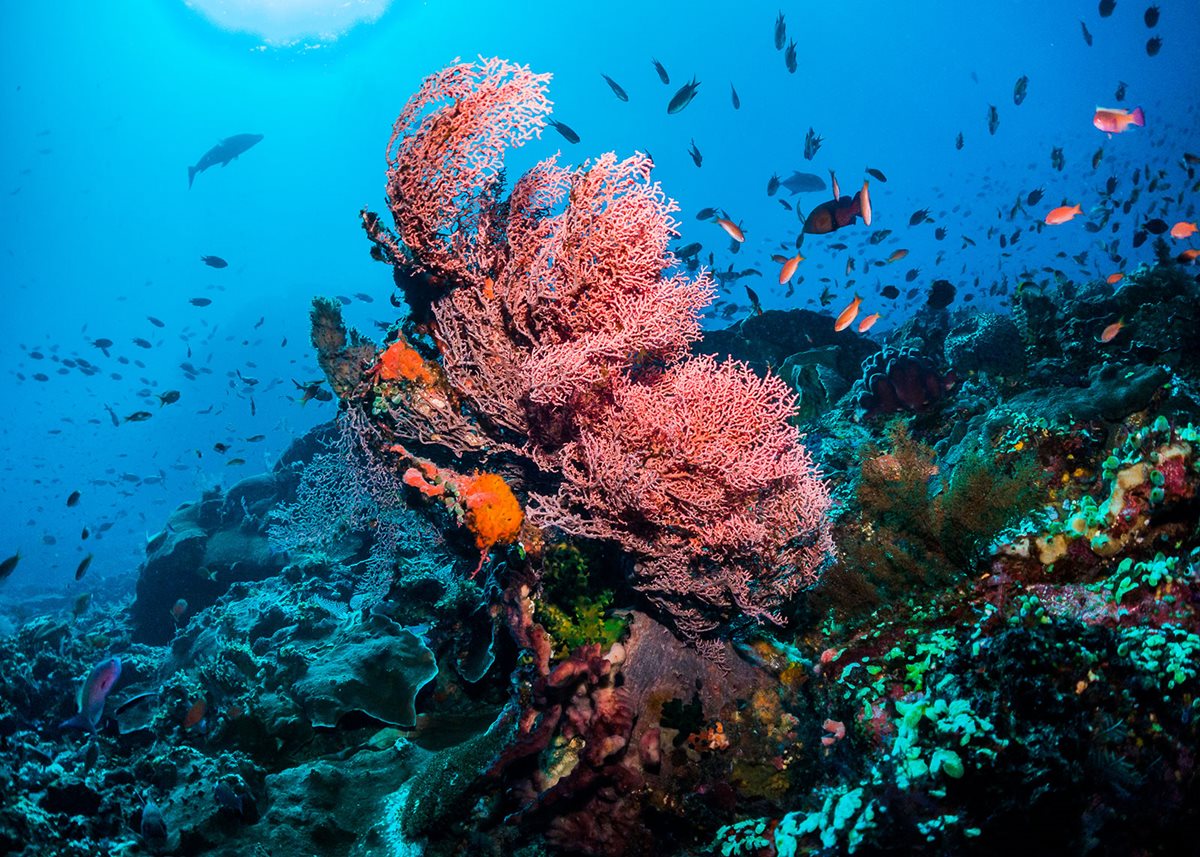 A healthy Great Barrier Reef is vital for sheltering sea life, recycling carbon dioxide, and protecting coastlines from tropical storms.